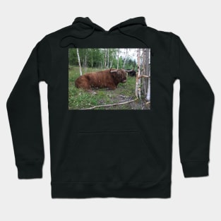 Scottish Highland Cattle Bull 1460 Hoodie